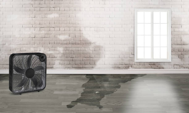 Best Ceiling water damage repair  in Benton, IL
